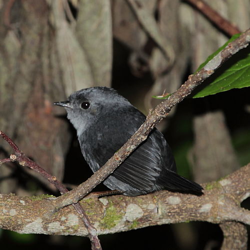 Mouse-coloured tapaculo